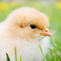 Jefta de Leeuw van Weenen